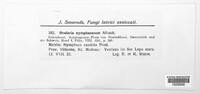 Ramularia nymphaearum image